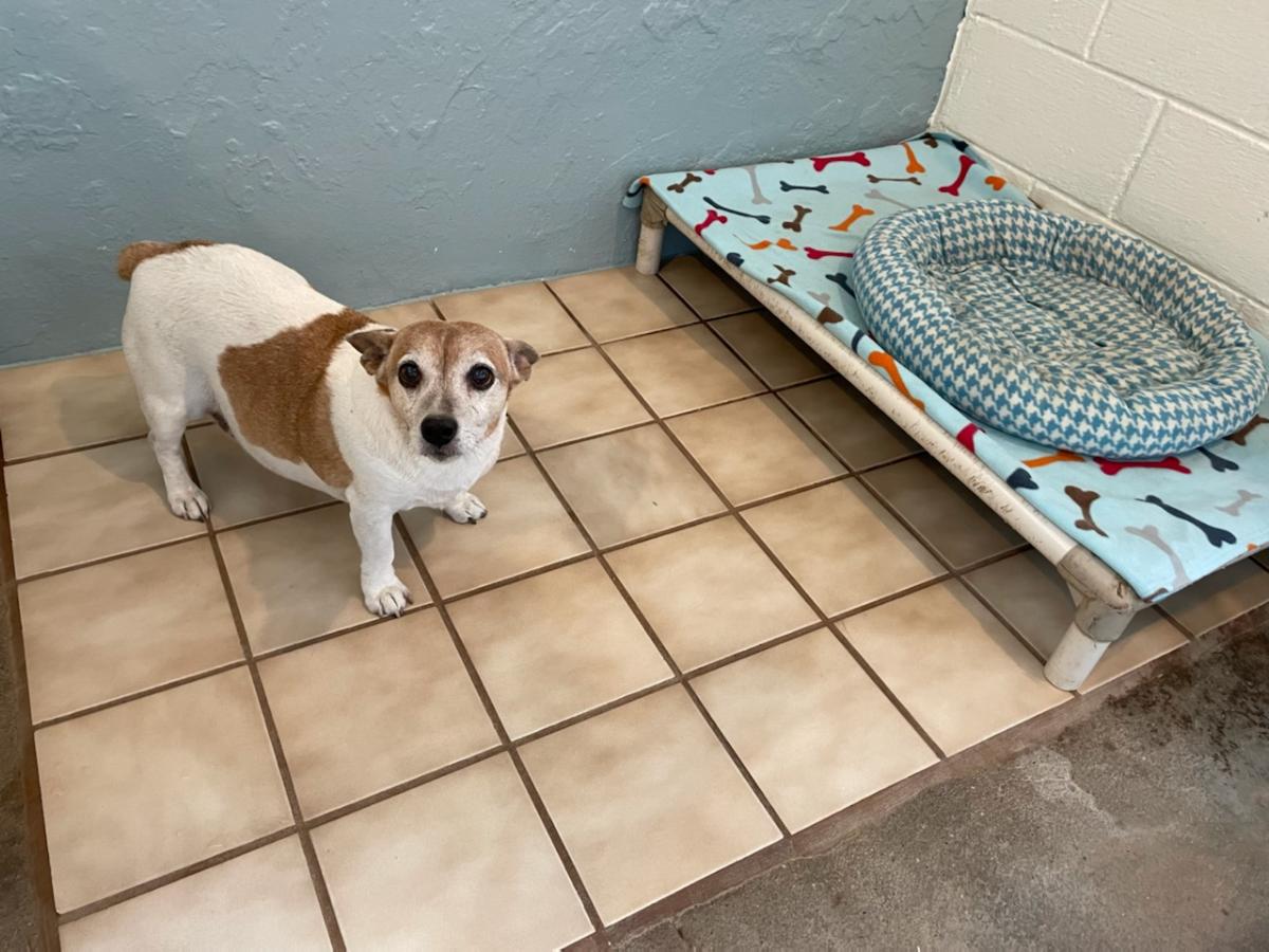 Doggie Daycamp Waukesha Dog Day Care